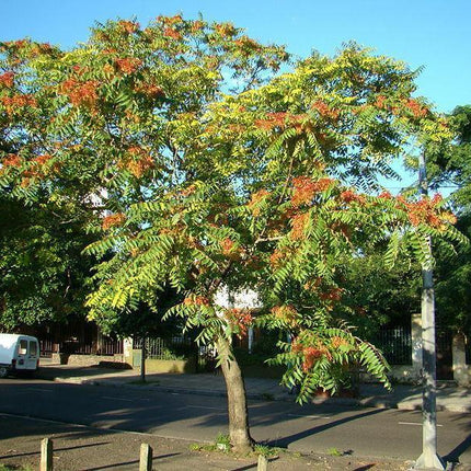 Tree of Heaven Seeds – Ailanthus altissima | 30 Premium Seeds - Seed World