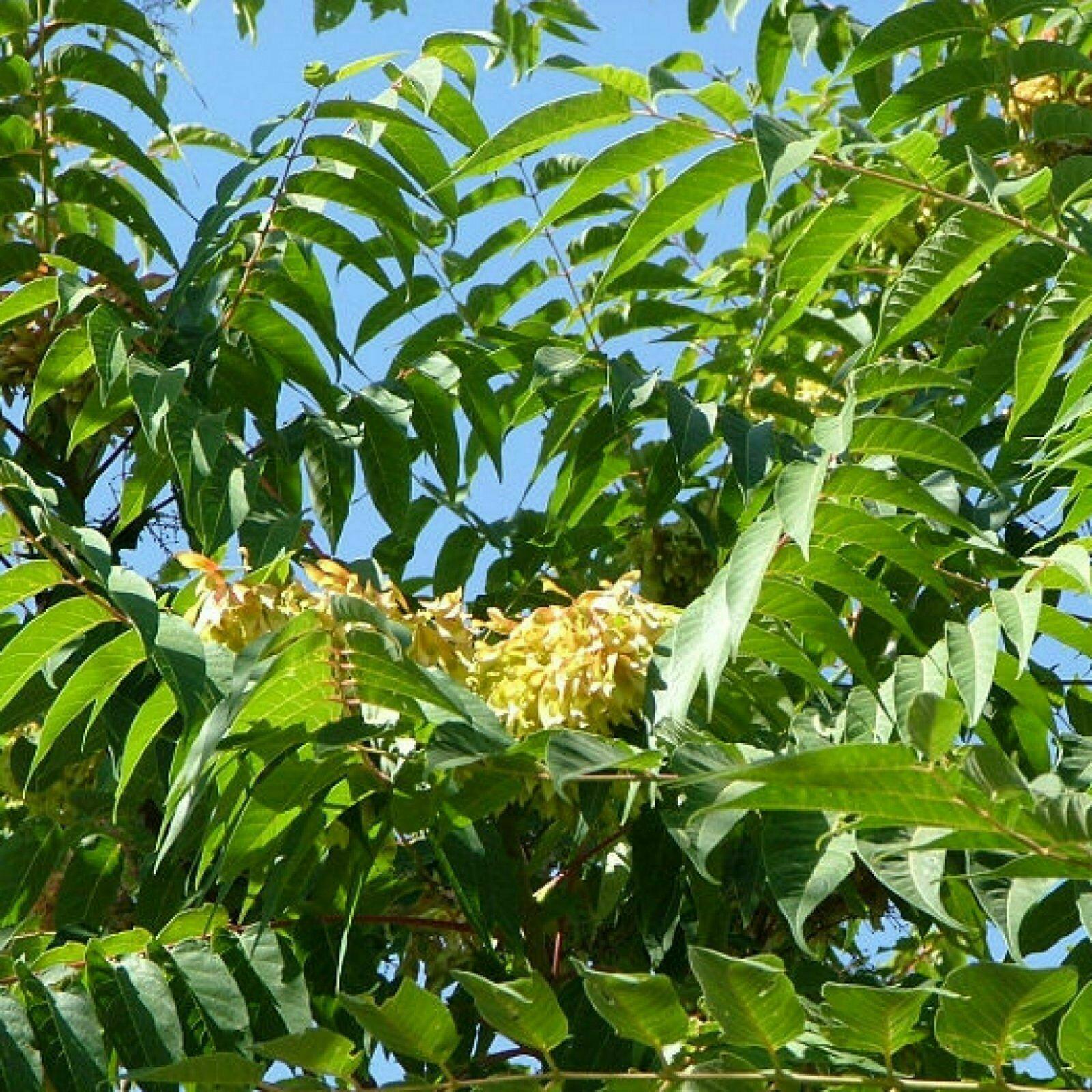 Tree of Heaven Seeds – Ailanthus altissima | 30 Premium Seeds - Seed World