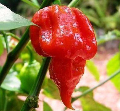 Trinidad Scorpion Butch T pepper seeds pack