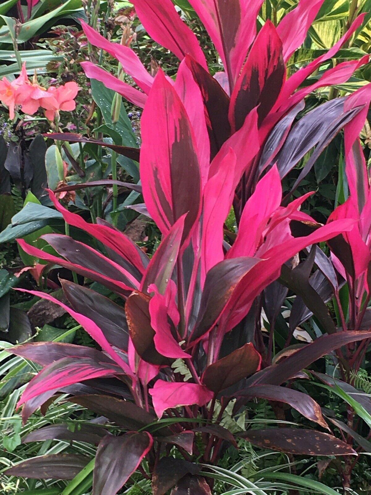 Tropical Cordyline Ti Red Sister – Live Hawaiian Plant 10–14” Tall - Seed World