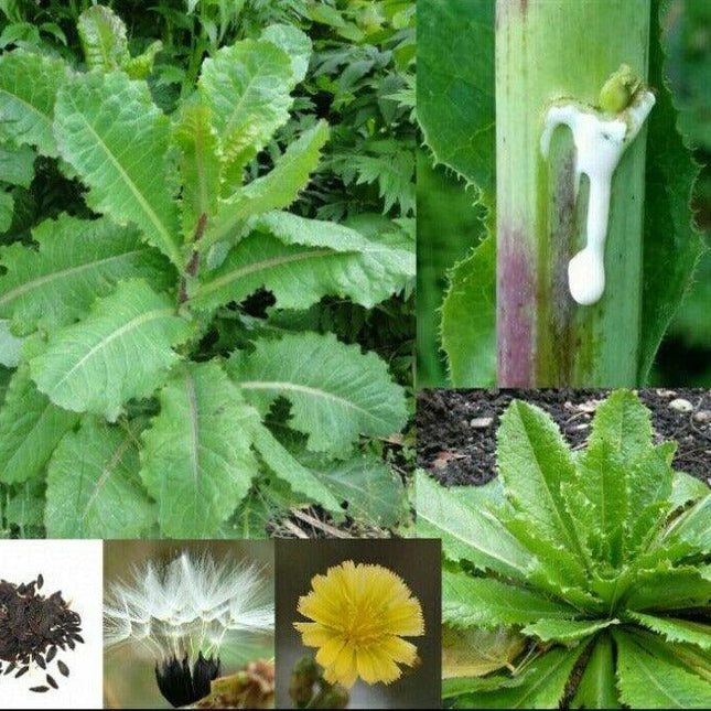 True Wild Lettuce Seeds – Lactuca Virosa - Seed World