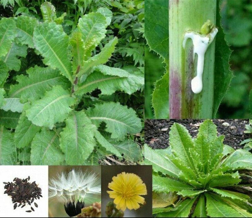 True Wild Lettuce Seeds – Lactuca Virosa - Seed World