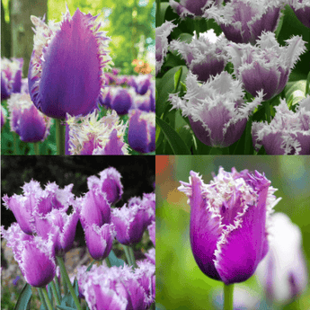 Tulipa Lavender-purple Flowers Bulbous Perennial - Seed World
