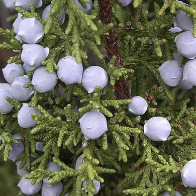 Close-up of Utah Juniper berries on branch