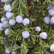 Close-up of Utah Juniper berries on branch