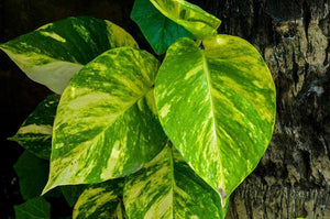 Variegated Golden Pothos Devil's Ivy Epipremnum Aureum Live Plant Bare Root - Seed World