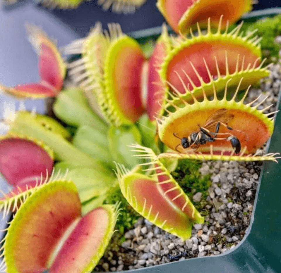 Giant Venus Fly Trap, DIONAEA MUSCIPULA, Carnivorous Plant - 10 Seeds