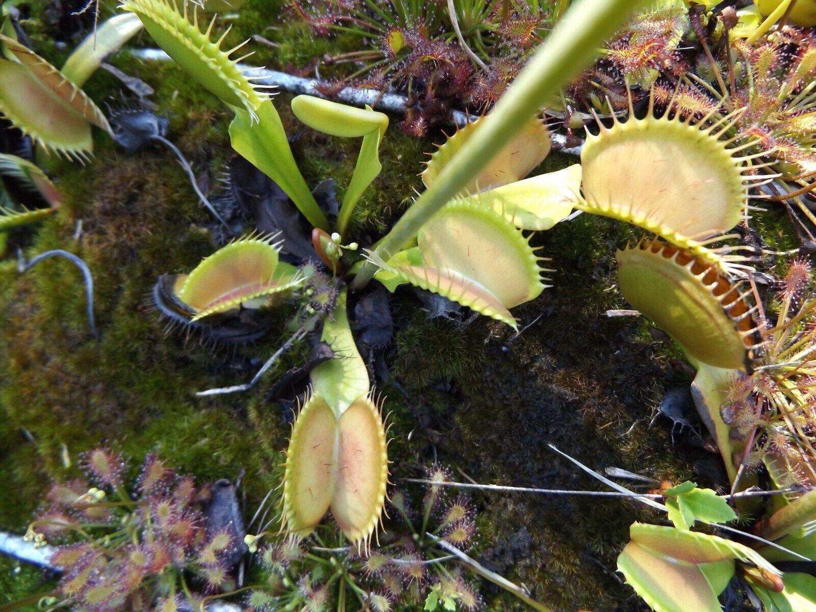 Venus Fly Trap Seeds - Seed World