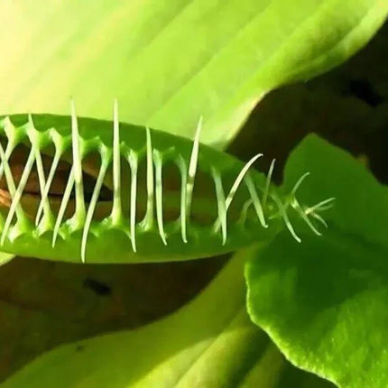 Venus Fly Trap Seeds - Seed World