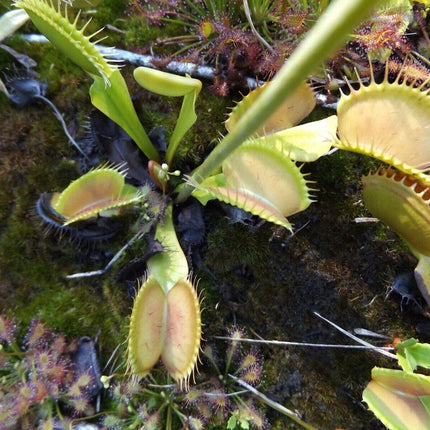Venus Fly Trap Seeds - Seed World