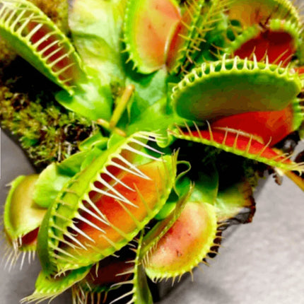 Venus Fly Trap Seeds - Seed World