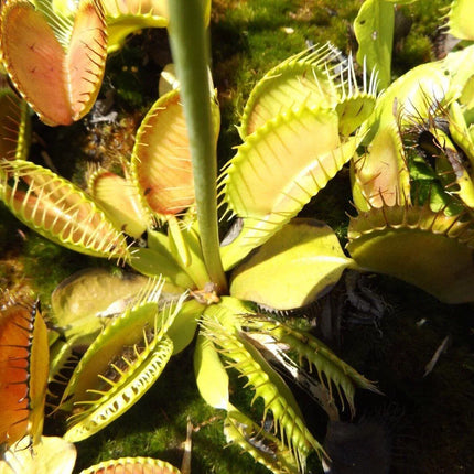 Venus Fly Trap Seeds - Seed World