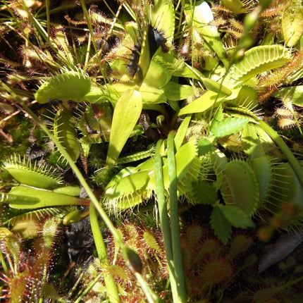 Venus Fly Trap Seeds - Seed World