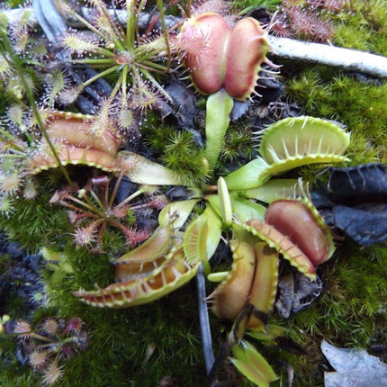 Venus Fly Trap Seeds - Seed World