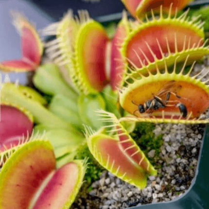 Venus Fly Trap Seeds - Seed World