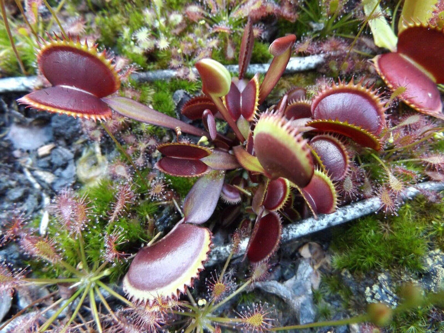 Venus Flytrap Seeds – Carnivorous Indoor Outdoor Plants, Full Sun Variety