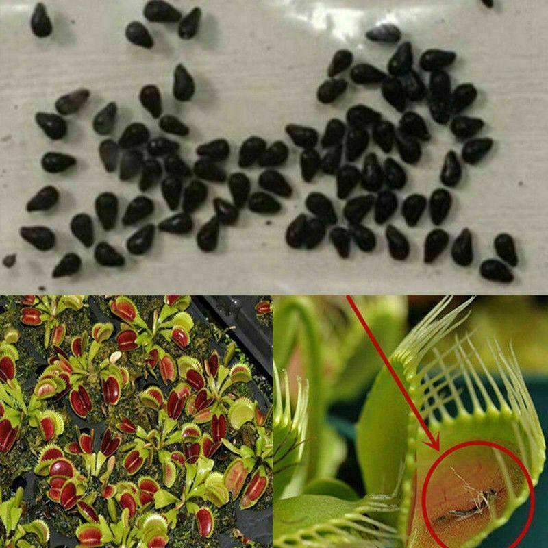 fly trap plant seeds Venus Flytrap Seeds – Seed World