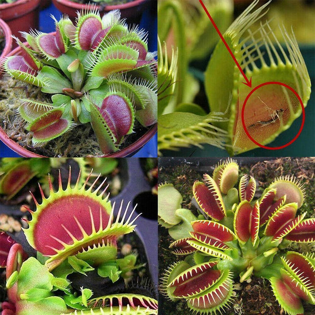 fly trap plant seeds Venus Flytrap Seeds – Seed World
