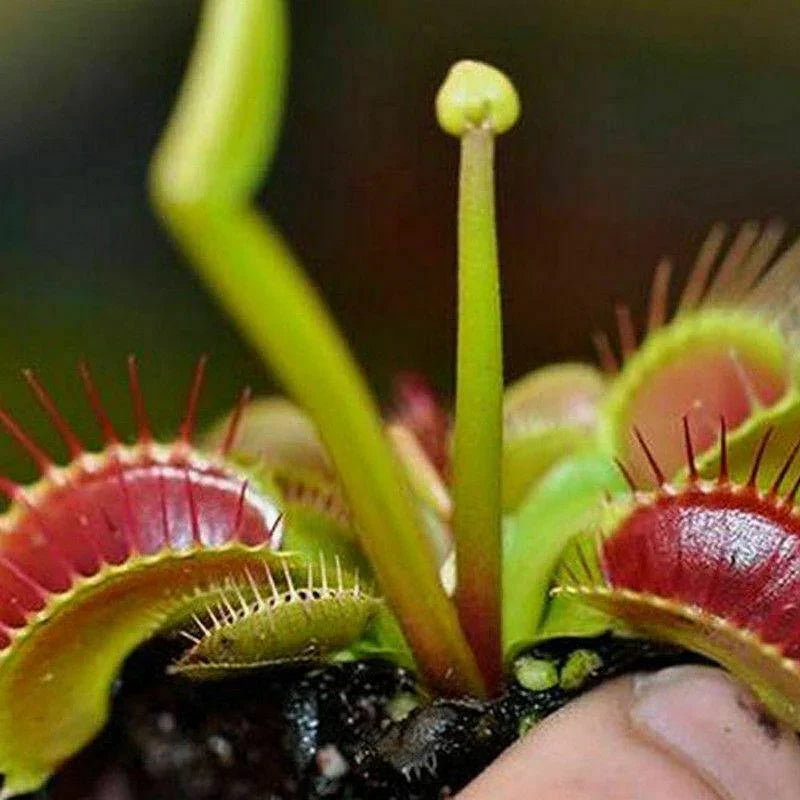 Venus Flytrap Seeds - Seed World