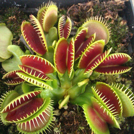 Top view of Venus Flytrap with wide open red traps