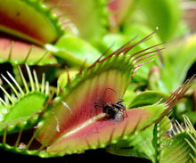 Venus Flytrap trap with captured black fly