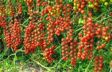 Orange-red tomatoes growing in vertical farming bed	