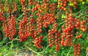 Orange-red tomatoes growing in vertical farming bed	