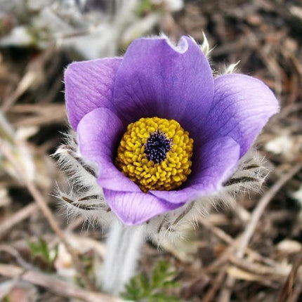 Violet Anemone Flower Seeds - Seed World