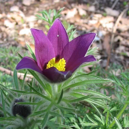 Violet Anemone Flower Seeds - Seed World