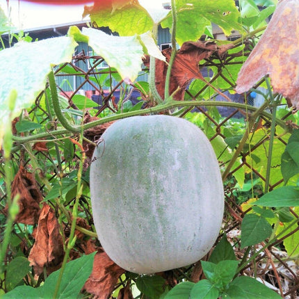 Wax Gourd Seeds (Winter Melon, Ash Gourd) – Benincasa hispida - Seed World