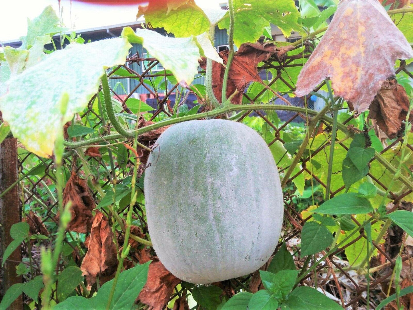 Wax Gourd Seeds (Winter Melon, Ash Gourd) – Benincasa hispida - Seed World