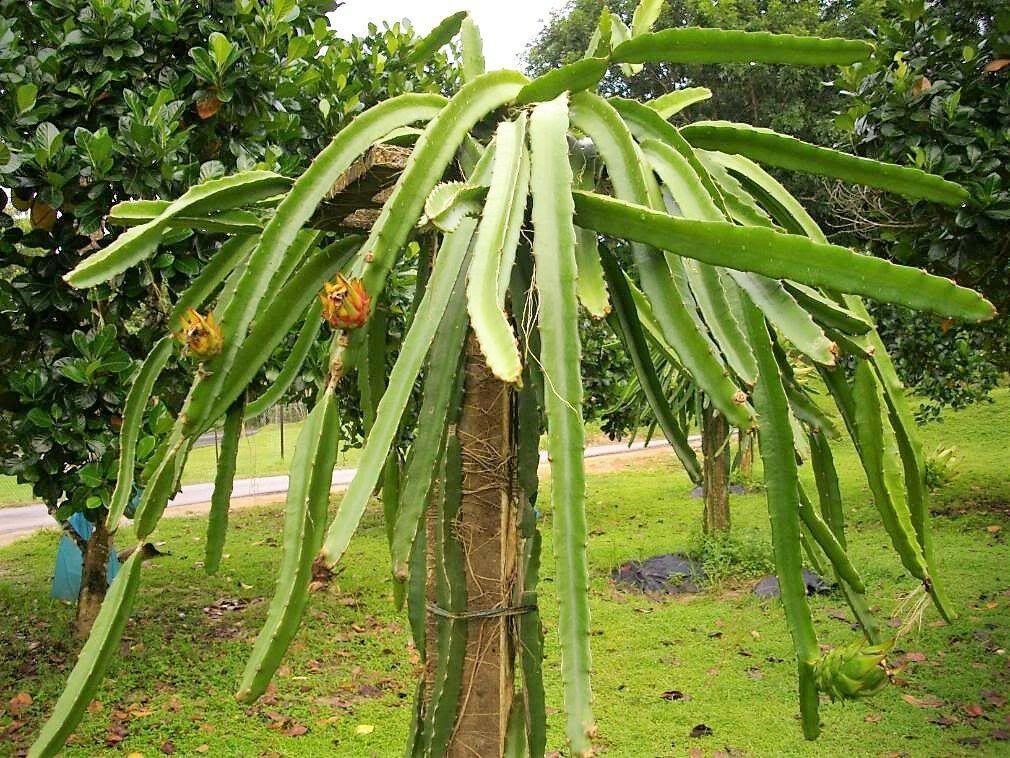 Mature White Dragon Fruit cactus plant with branches
