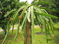 Mature White Dragon Fruit cactus plant with branches
