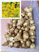 White Mammoth Organic Sunchoke / Jerusalem Artichoke - Helianthus Tuberosus - Seed World