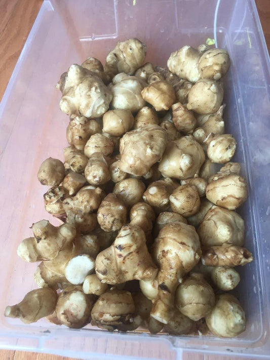 White Mammoth Organic Sunchoke / Jerusalem Artichoke - Helianthus Tuberosus - Seed World