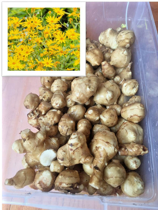 White Mammoth Organic Sunchoke / Jerusalem Artichoke - Helianthus Tuberosus - Seed World