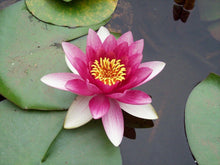 White and pink lotus flower floating on leaves	