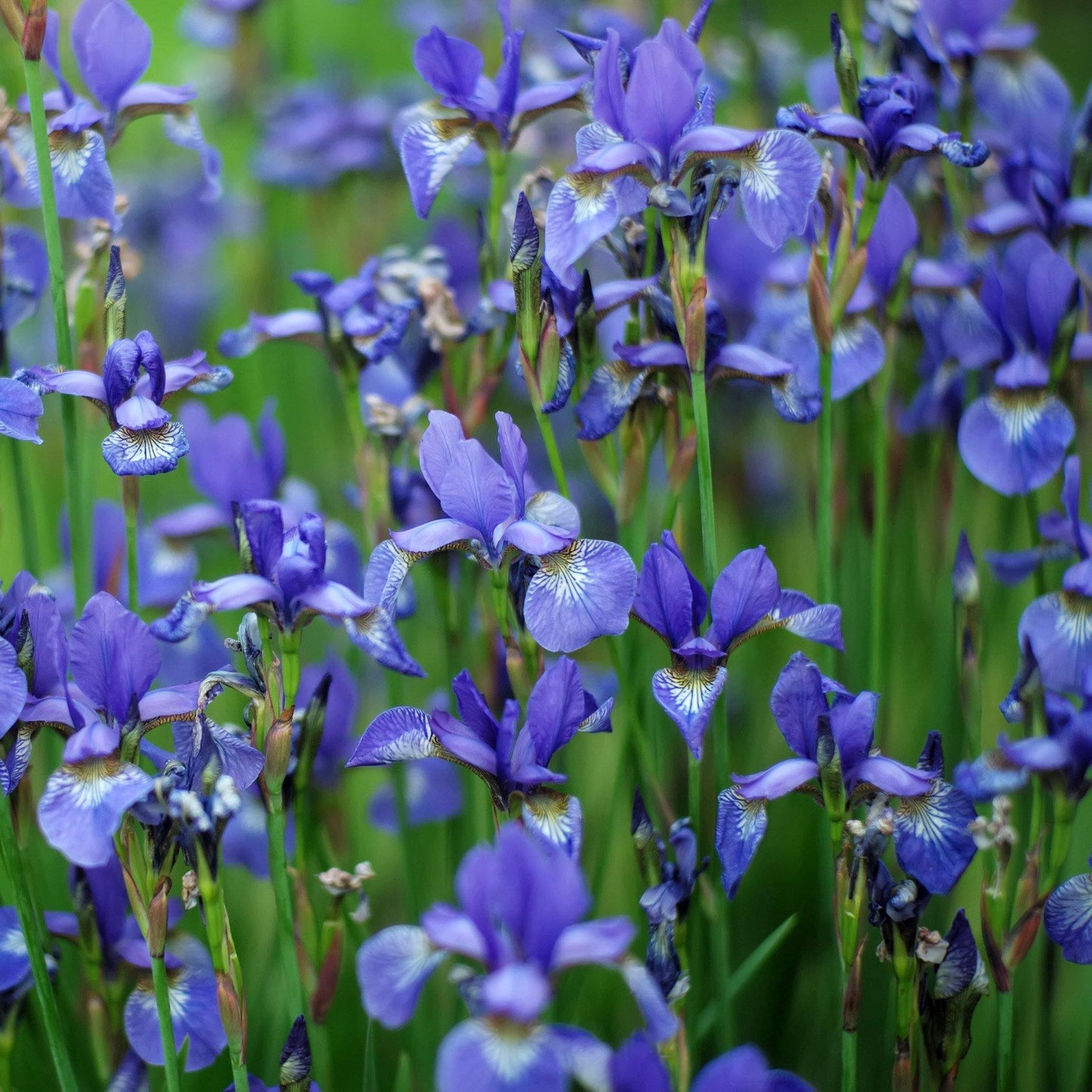 Wild Blue Iris 50 Seeds - Seed World