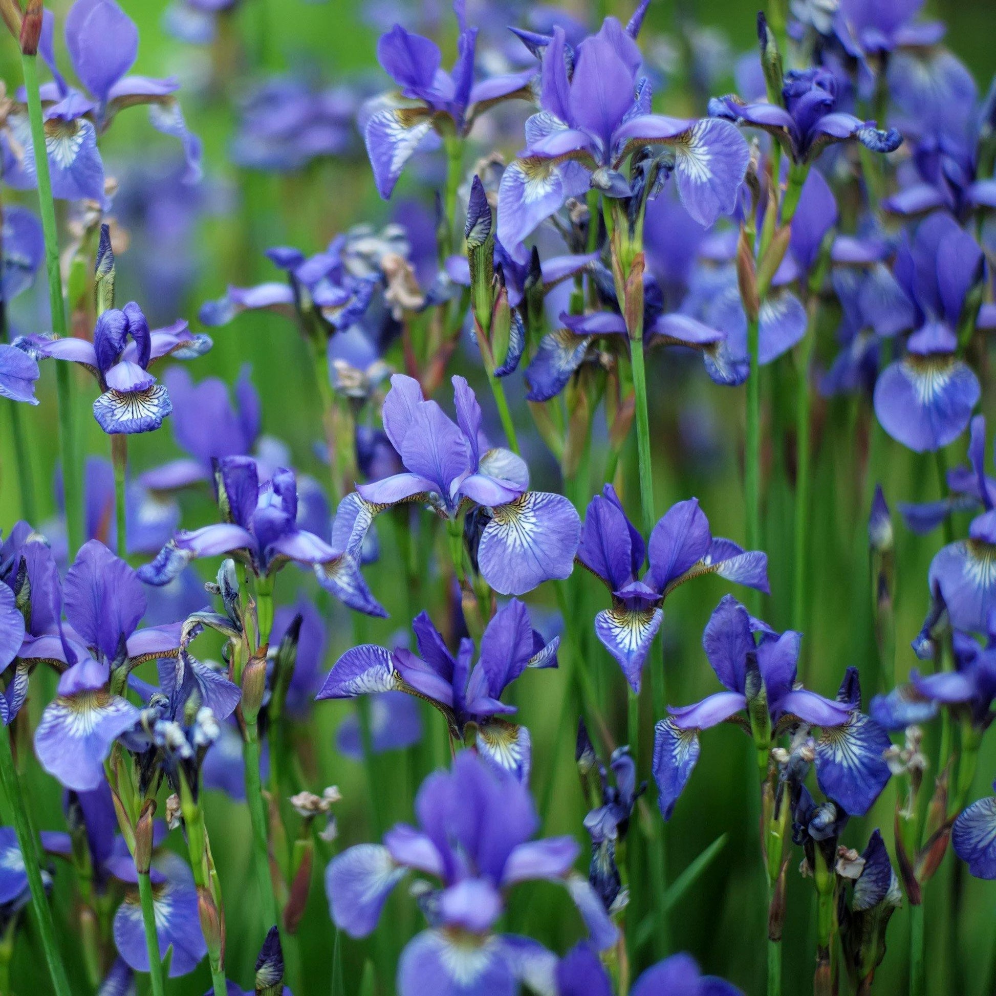 Wild Blue Iris 50 Seeds - Seed World