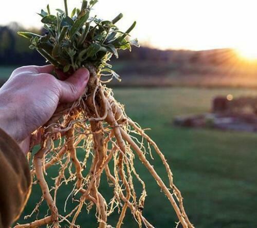 A person holding a clump of soil with Withania somnifera roots, also known as Ashwagandha, with the roots extending outwards.
