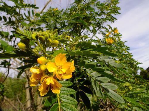 Yellow flowering Bush Seeds - Buttercup Bush - Seed World