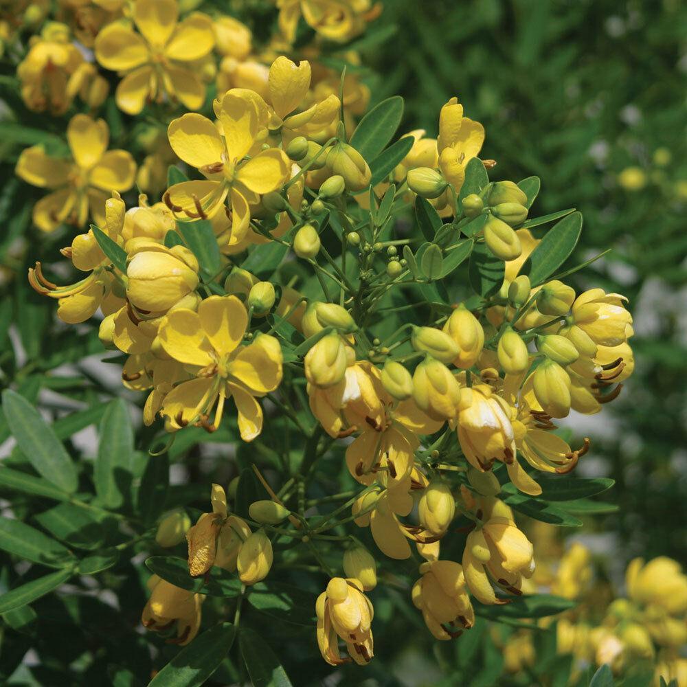 Yellow flowering Bush Seeds - Buttercup Bush - Seed World