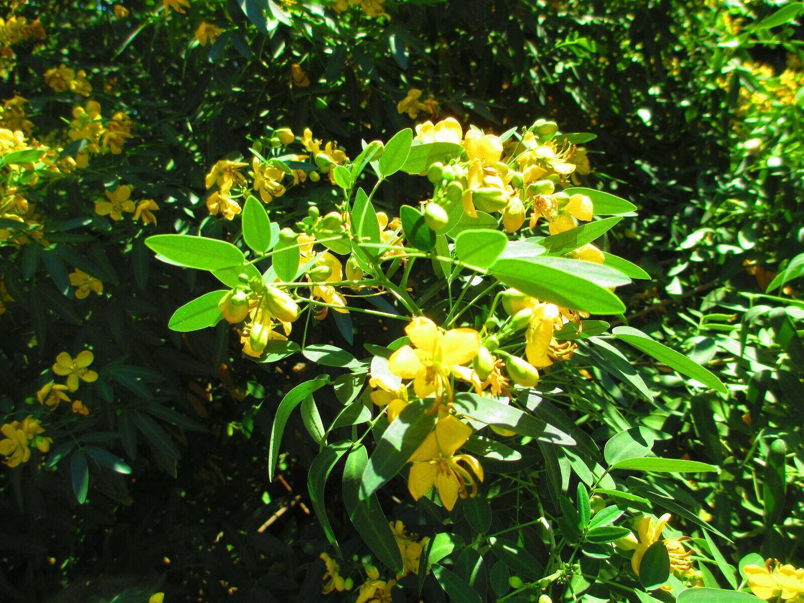 Yellow flowering Bush Seeds - Buttercup Bush - Seed World