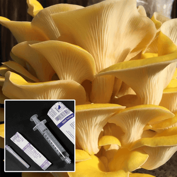 Yellow Golden Oyster Mushroom Liquid Culture - Seed World