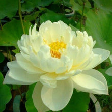 Pale yellow lotus flower with green leaves	
