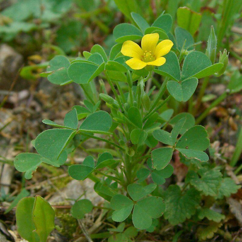 Yellow Wood Sorrel Seeds – Oxalis stricta - Seed World