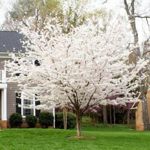 Mature Yoshino Cherry tree blooming in front yard	