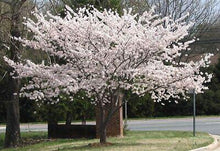 yoshino-cherry-tree-sidewalk-bloom