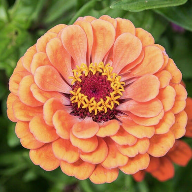 Zinnia Giant Flower Seeds Mix | Packet 1 Gram - Seed World