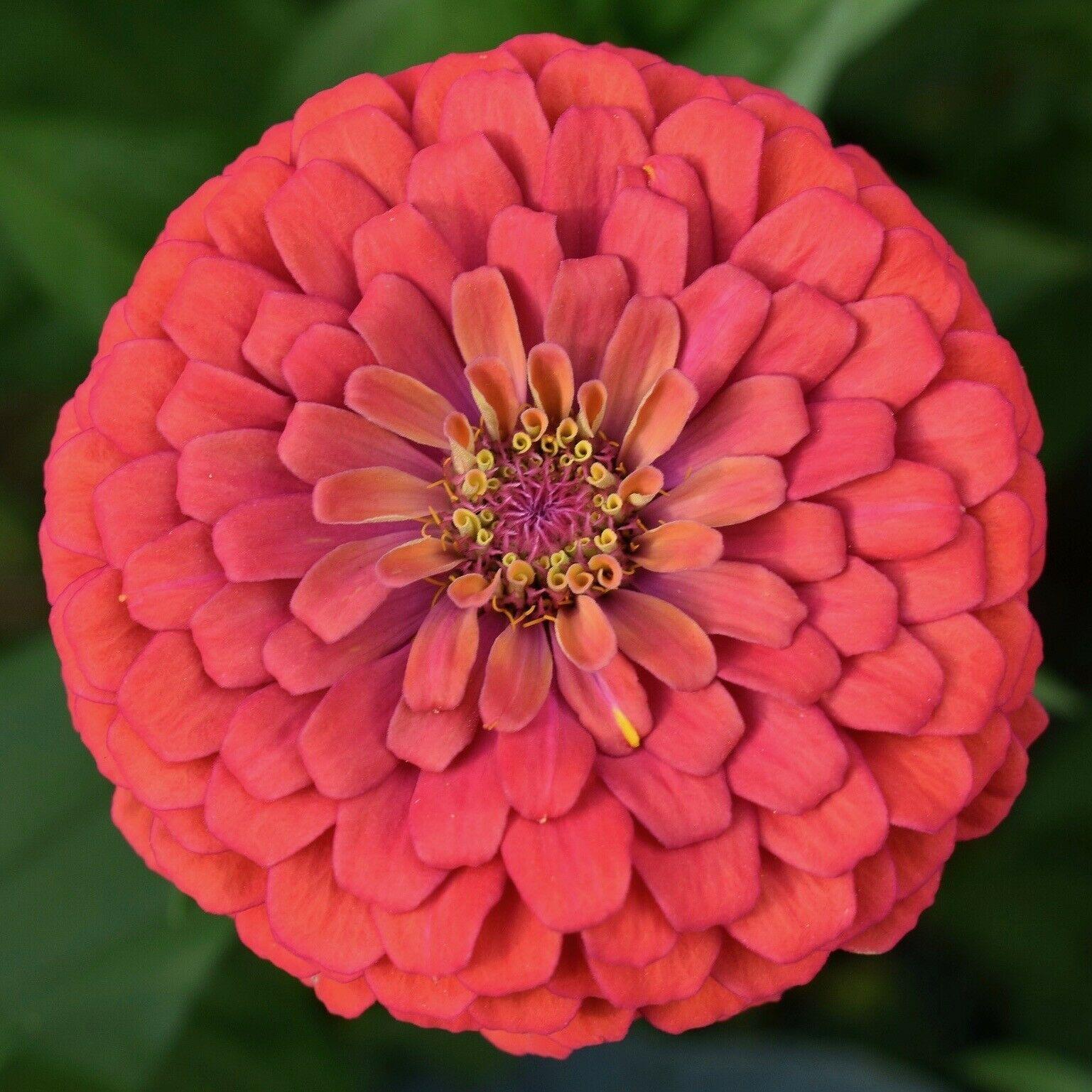 Zinnia Giant Flower Seeds Mix | Packet 1 Gram - Seed World